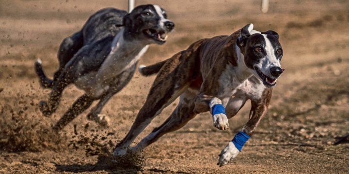 Corrida de Galgos volta no Reino Unido no início de Junho